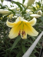 [1752 Catina No01.JPG]